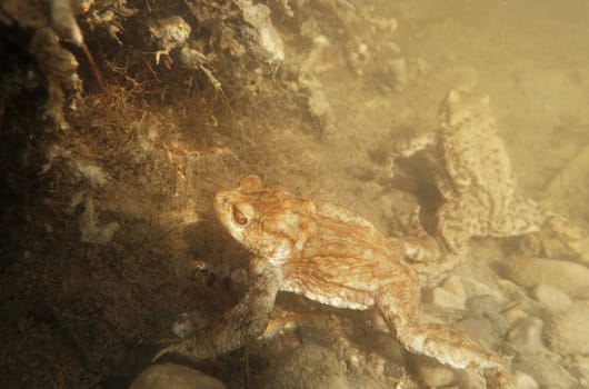 Underwater photo of two toads in a bog lake in Bavaria