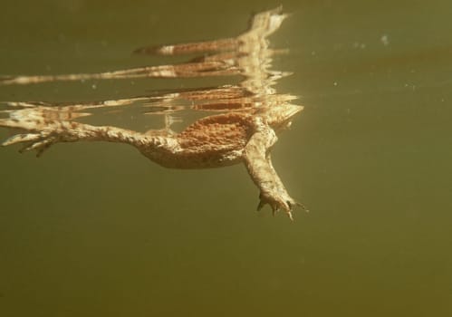 Underwater shot of toads swimming on the surface of a lake