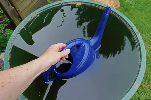 A woman fetches rainwater from the rain barrel with the watering can