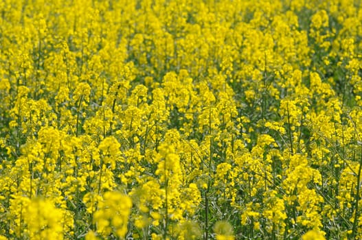 rapeseed