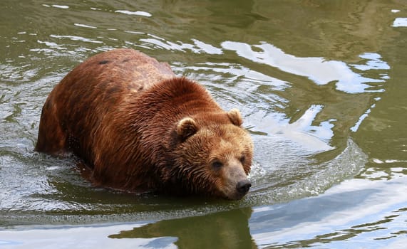 Kodiak