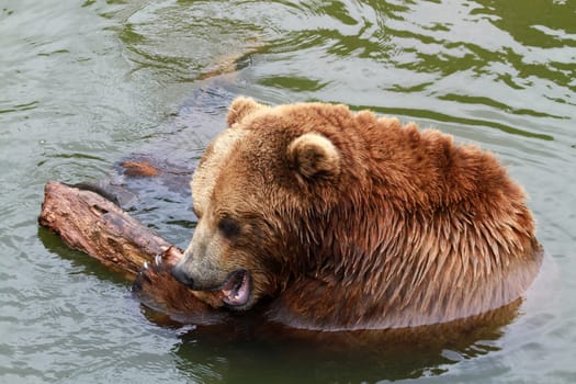 Kodiak