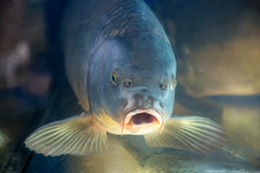 Carp fish in aquarium or reservoir ubder water on  fish farm