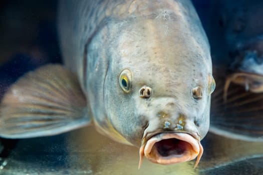 Carp fish in aquarium or reservoir ubder water on  fish farm