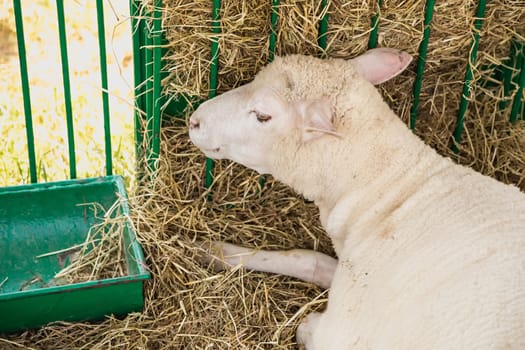 Sheep or goat in cell on farm. Farmland industry