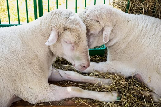 Sheeps or goats in cell on farm. Farmland industry