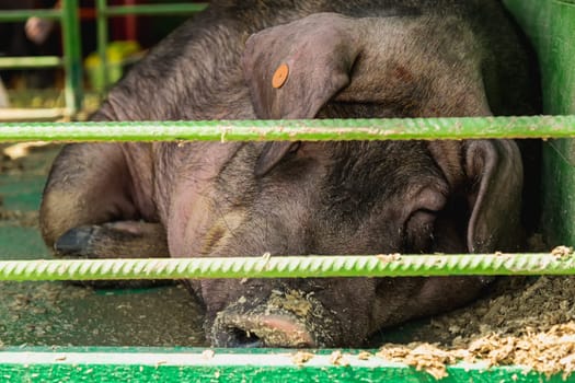 Sleeping boar or pig in cell. Farm or farmland industry