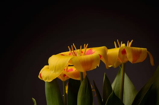 Yellow tulips on a dark background
