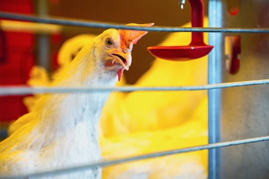 Chicken in farm incubator or coop. Farmland industry
