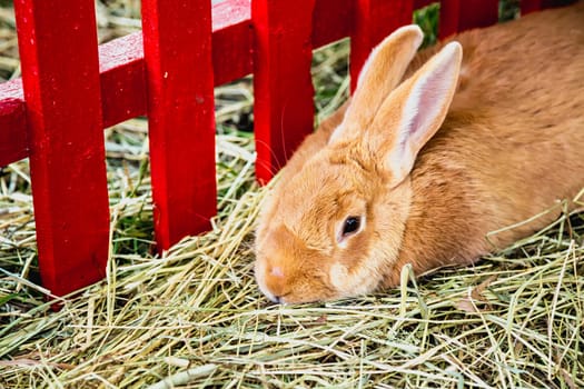 Rabbit or bunny in cell on farm. Farmland industry