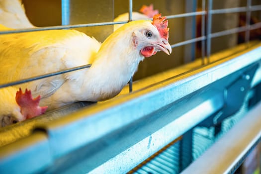 Chicken in farm incubator or coop. Farmland industry