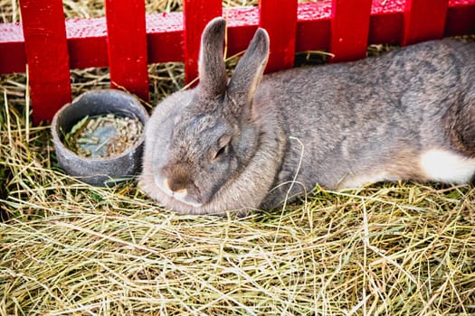 Rabbit or bunny in cell on farm. Farmland industry