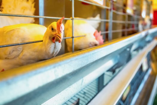Chicken in farm incubator or coop. Farmland industry