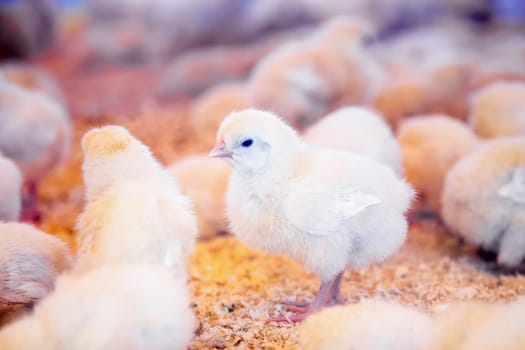 Small chickens in farm incubator or coop. Farmland industry