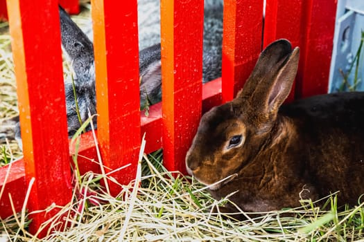 Rabbit or bunny in cell on farm. Farmland industry