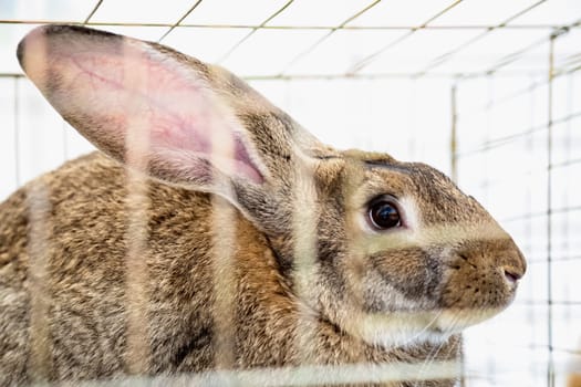 Rabbit or bunny in cell on farm. Farmland industry