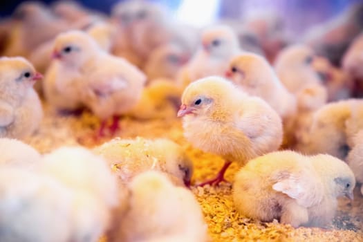 Small chickens in farm incubator or coop. Farmland industry