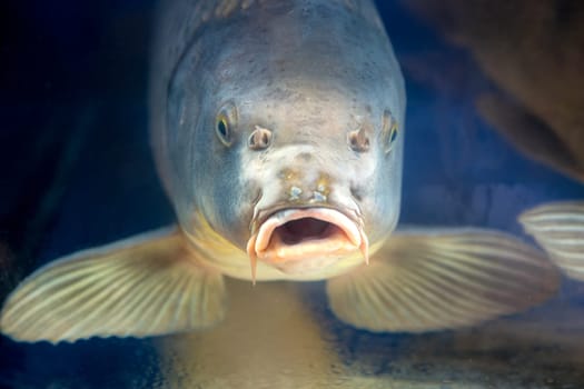 Carp fish in aquarium or reservoir ubder water on  fish farm