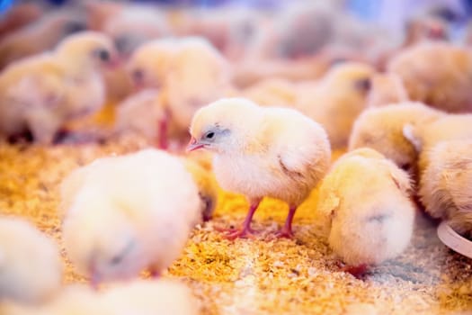 Small chickens in farm incubator or coop. Farmland industry