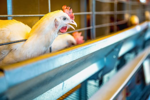 Chicken in farm incubator or coop. Farmland industry