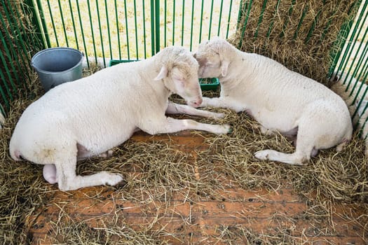 Sheeps or goats in cell on farm. Farmland industry