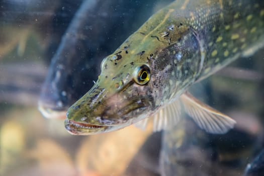 Pike fish in aquarium or reservoir ubder water on  fish farm
