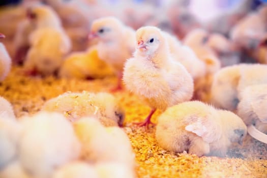 Small chickens in farm incubator or coop. Farmland industry