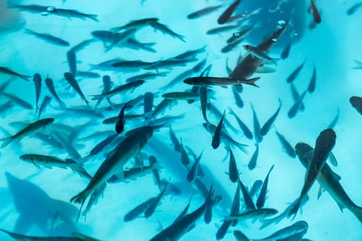 Fishes in aquarium or reservoir ubder water on  fish farm