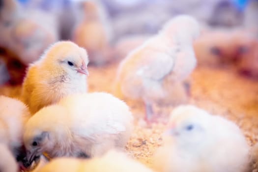 Small chickens in farm incubator or coop. Farmland industry