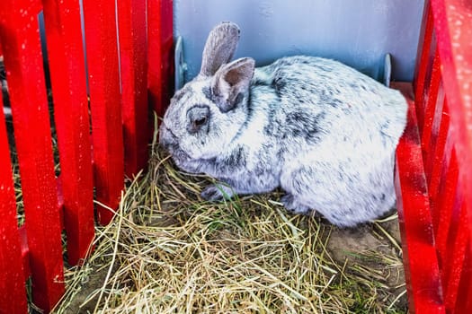 Rabbit or bunny in cell on farm. Farmland industry