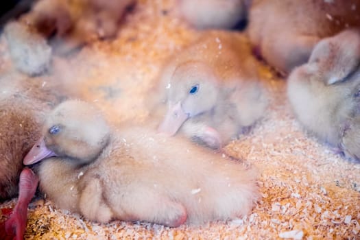 Duckling or small ducks in farm incubator or coop. Farmland industry