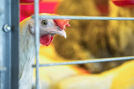 Chicken in farm incubator or coop. Farmland industry