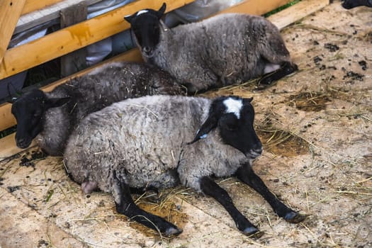 Sheeps or goats in cell on farm. Farmland industry