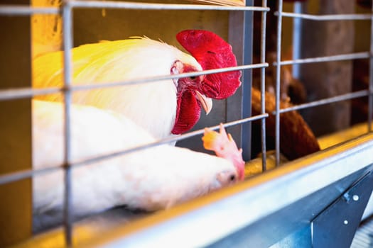 Chicken and cock in farm incubator or coop. Farmland industry