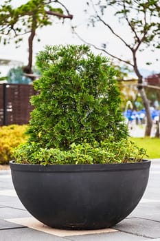 Green bonsai pine tree or asian ornamental or decorative plant in black ceramic pot