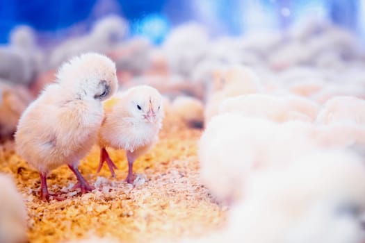 Small chickens in farm incubator or coop. Farmland industry