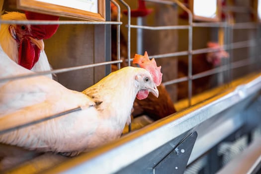 Chicken and cock in farm incubator or coop. Farmland industry
