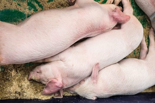 Sleeping pigs on farm. Farmland beasts industry