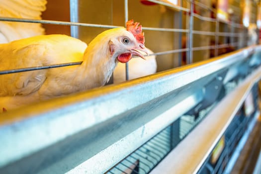 Chicken in farm incubator or coop. Farmland industry