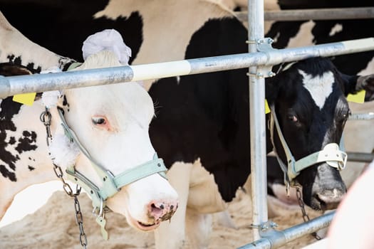 Breeding cows in the barn. Farm or farmland industry