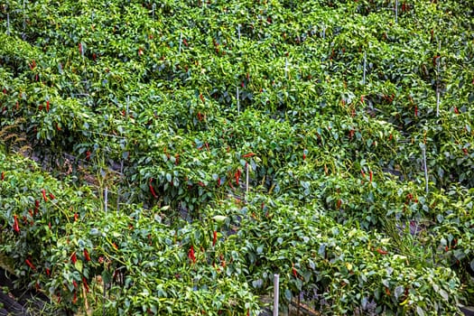 Plantation of red chili peppers in South Korea