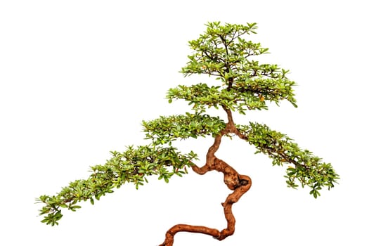 Green bonsai tree or asian ornamental or decorative plant on white background