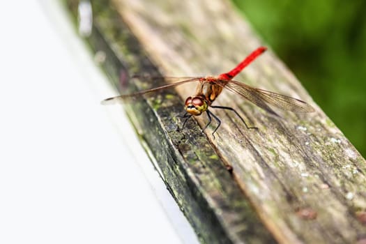 Closeup red dragonfly on wooden surface