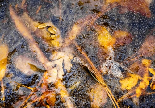 Close-up image of ice patterns in a creek in Grasshopper Canyon in New Mexico