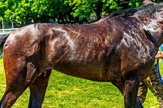 Skin of akhal-teke horse close up