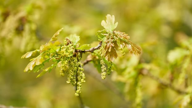 Inflorescence and young leaves of a English oak, pedunculate oak, Quercus robur in spring in a park