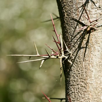 Close up of thorns of gleditschie, honey locust, gleditsia in park