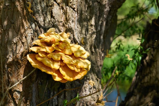 bright yellow common sulfur fungus Laetiporus sulphureus on the trunk of an old willow tree