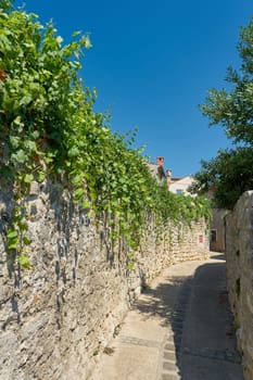 lonely old alley past gardens with vines in the old town of Krk in Croatia