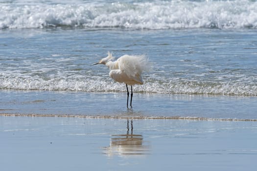 Snowy Egret Fluffing Its Feathers Amidst Crashing Waves by La Jolla, California